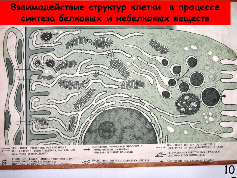 Слизистая оболочка разных отделов желудка Взаимодействие структур клетки  в процессе синтеза белковых и